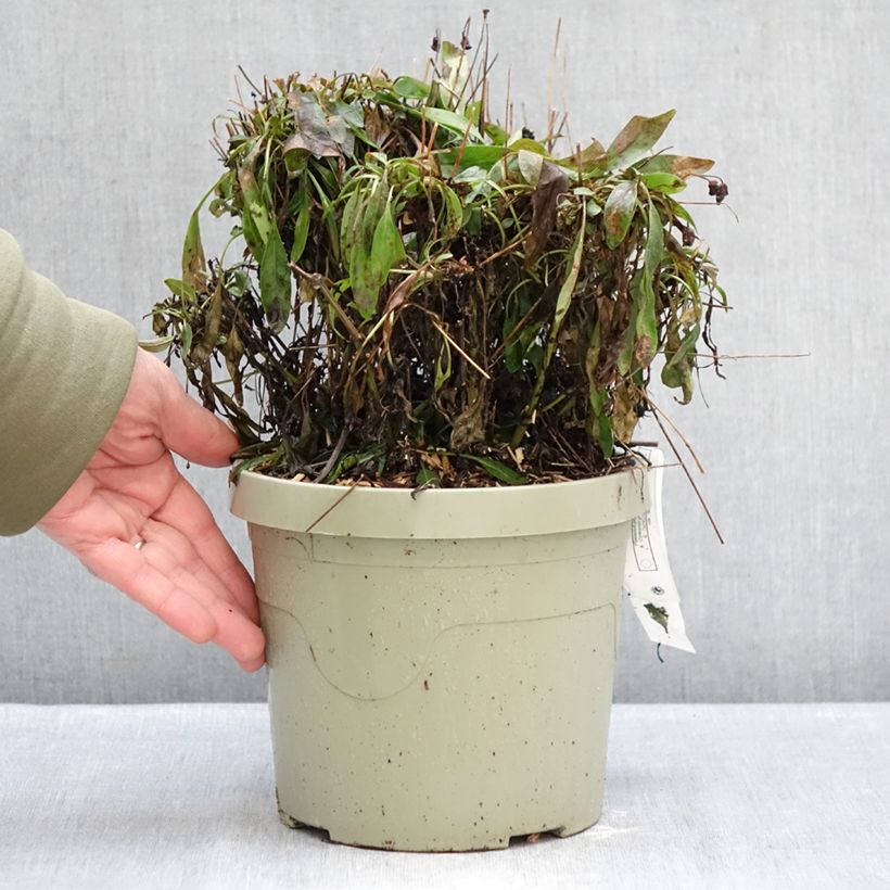 Example of Coreopsis grandiflora Solar Fancy Pot de 3L/4L as you get in hiver