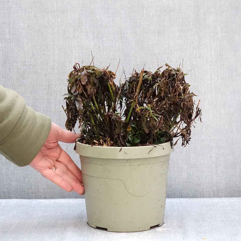 Spécimen de Coreopsis grandiflora Solar Jewel Pot de 3L/4L tel que livré en hiver