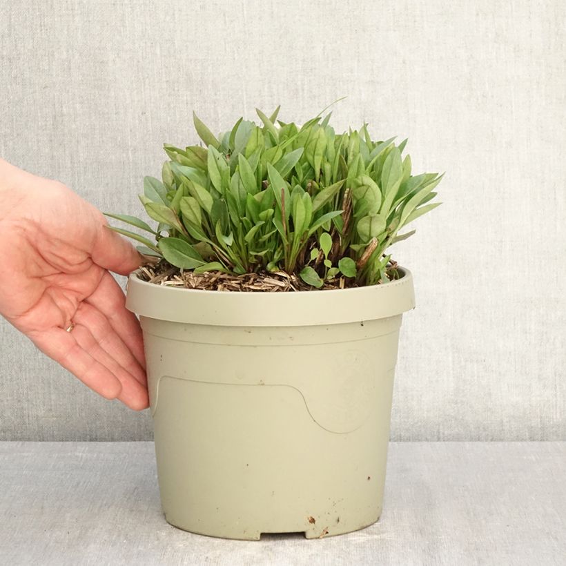 Spécimen de Coreopsis grandiflora Solar Jewel Pot de 3L/4L tel que livré au printemps
