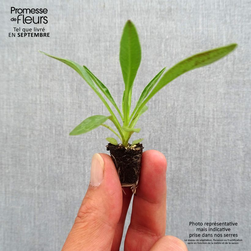 Spécimen de Coreopsis grandiflora Sunkiss - Coréopsis à grandes fleurs simples Mini-motte Ø 3/4 cm tel que livré en automne