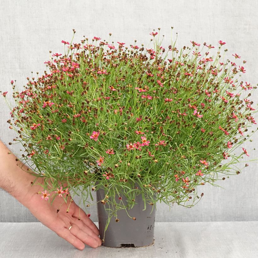 Spécimen de Coreopsis Limerock Passion - Coreopsis hybride Pot de 2L/3L tel que livré en été