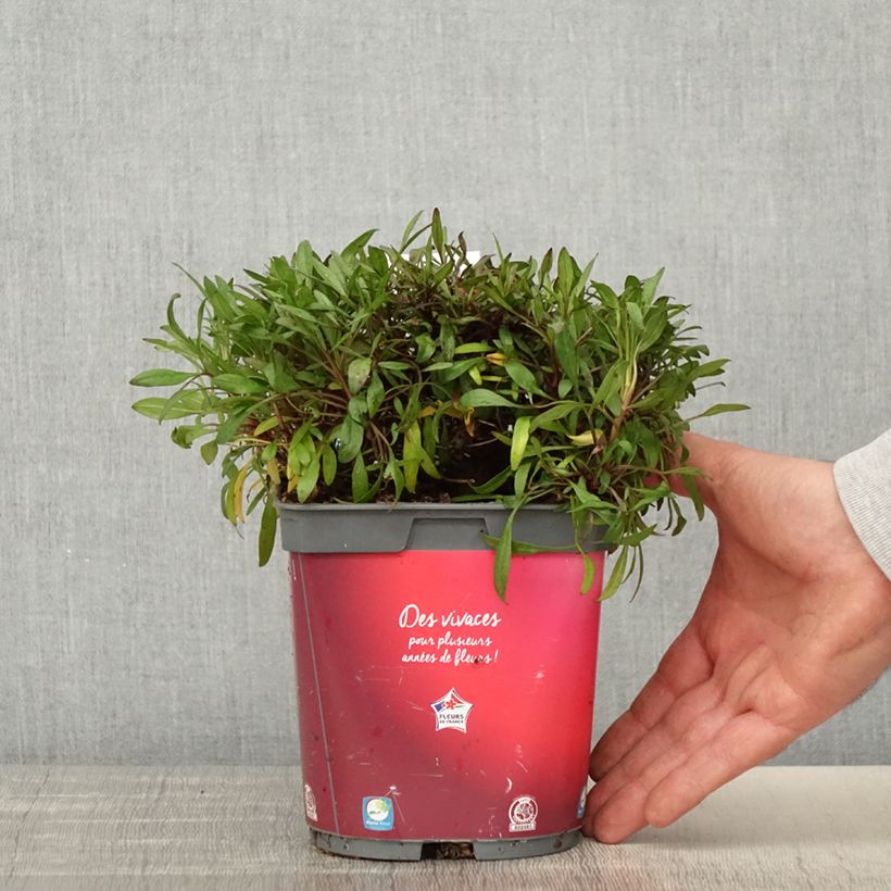 Spécimen de Coreopsis Limerock Ruby - Coreopsis rose Pot de 2L/3L tel que livré au printemps