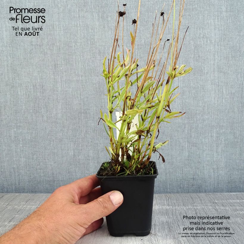 Spécimen de Coreopsis Tequila Sunrise Godet de 8/9 cm tel que livré en été
