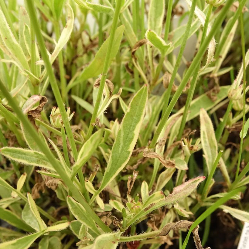 Coreopsis Tequila Sunrise (Feuillage)