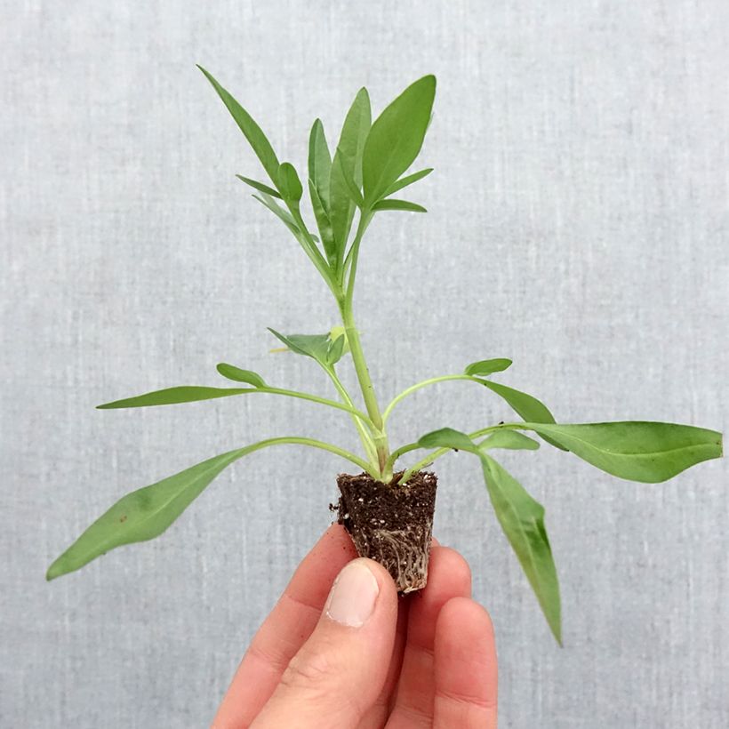 Spécimen de Coreopsis Uptick Red Mini-motte Ø 3/4 cm tel que livré au printemps