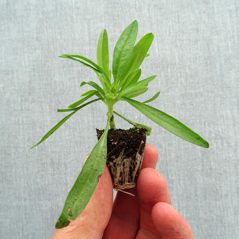 Spécimen de Coreopsis Uptick Yellow and Red Mini-motte Ø 3/4 cm tel que livré au printemps