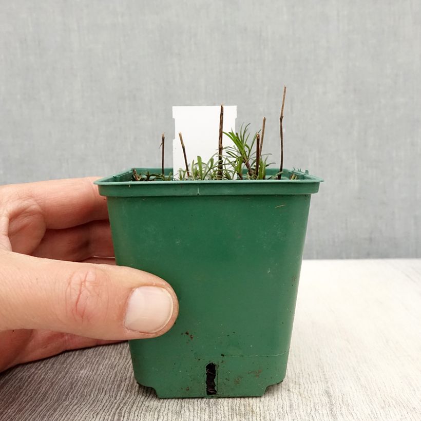 Spécimen de Coreopsis verticilata Sunbeam Godet de 8/9 cm tel que livré au printemps