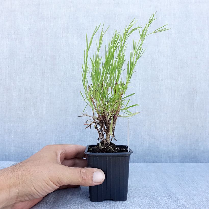 Spécimen de Coreopsis verticillata Bengal Tiger - Coréopsis verticillé Godet de 8/9 cm tel que livré en été