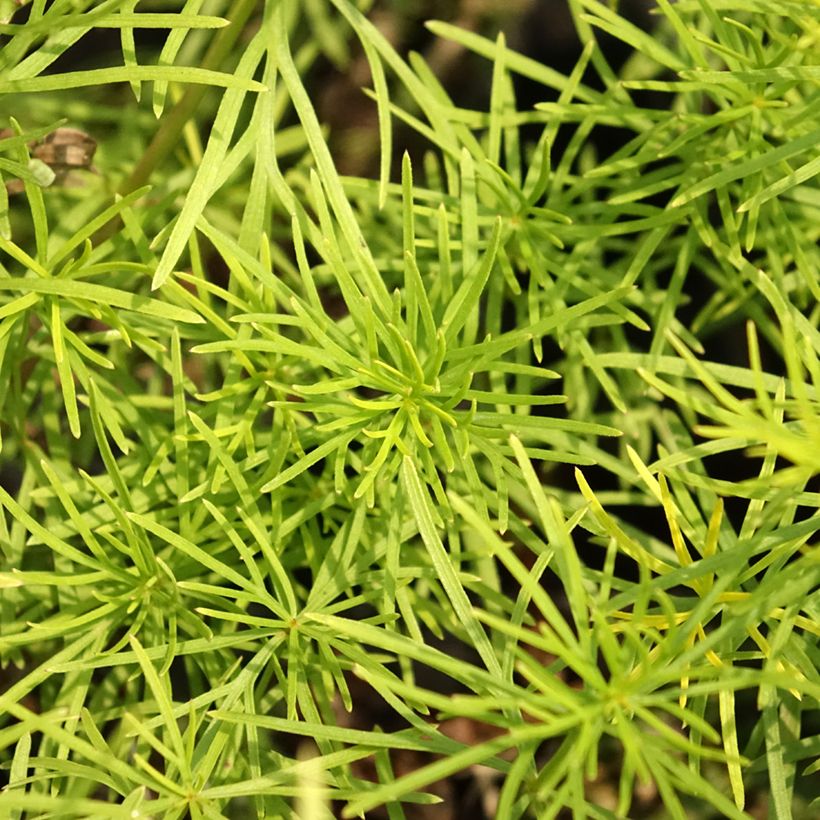 Coreopsis verticillata Zagreb - Coréopsis verticillé (Feuillage)