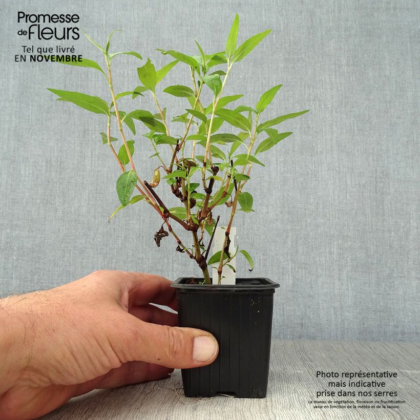 Spécimen de Coriandre vietnamienne - Persicaria odorata en plants Godet de 8/9 cm tel que livré en automne