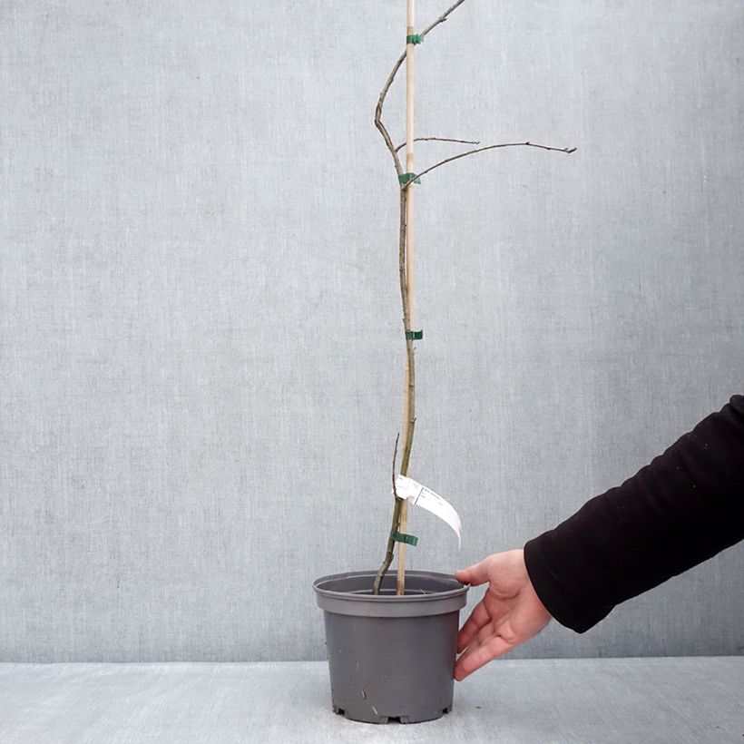 Example of Cormier, Sorbier domestique - Sorbus domestica Pot de 3L/4L as you get in hiver