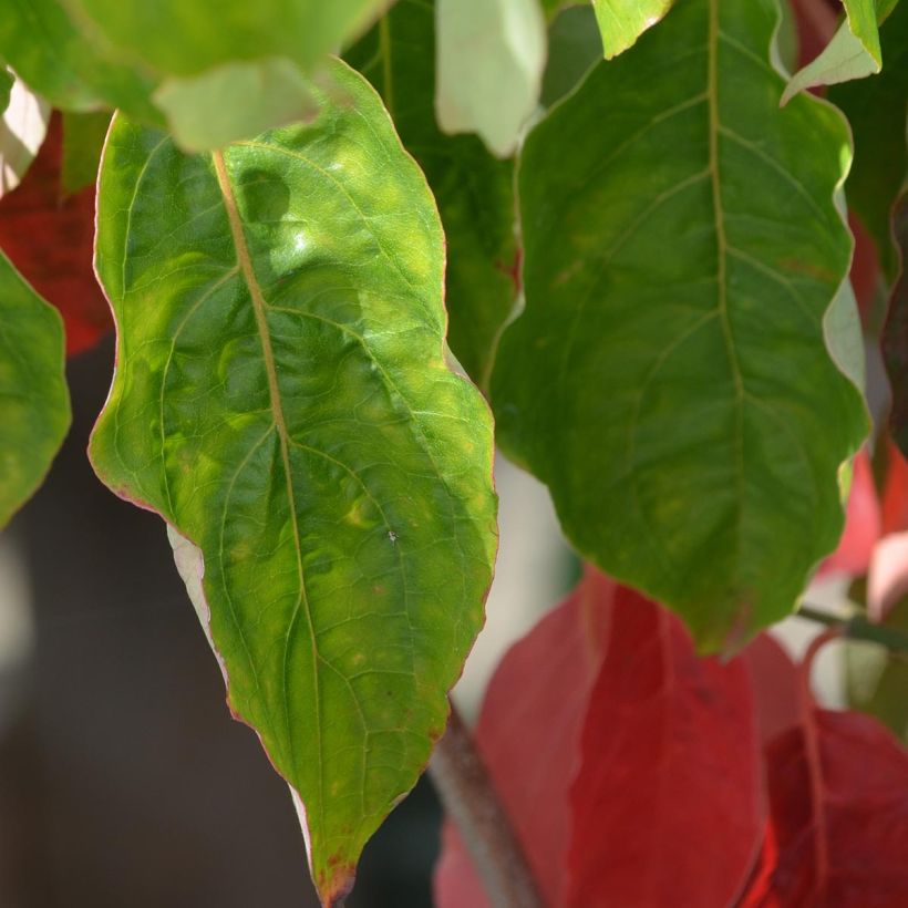 Cornus Ascona - Cornouiller à fleurs (Feuillage)