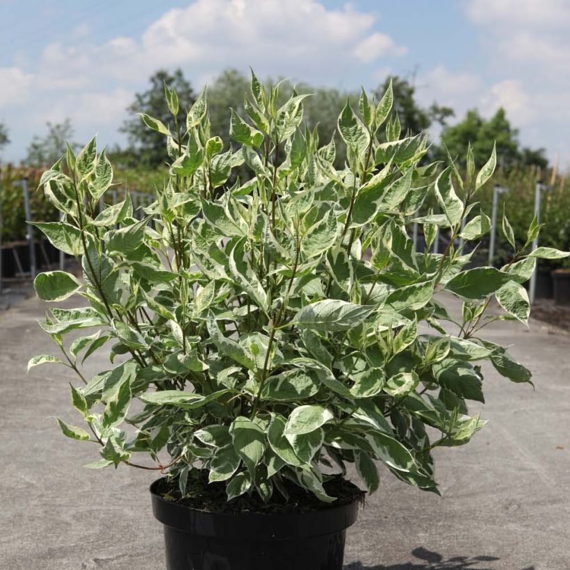 Cornus alba Ivory Halo - Cornouiller blanc (Port)