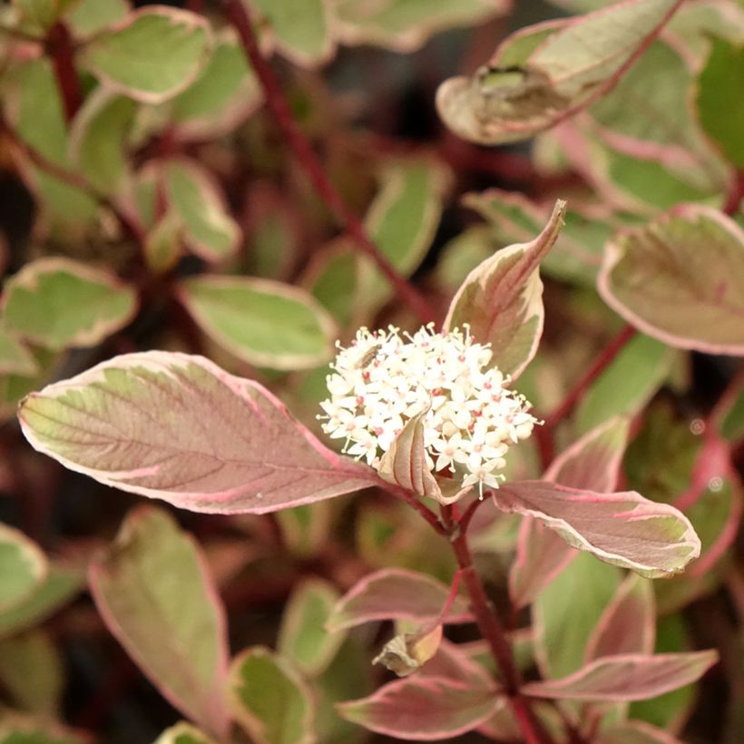 Cornus alba Miracle - Cornouiller blanc  (Floraison)