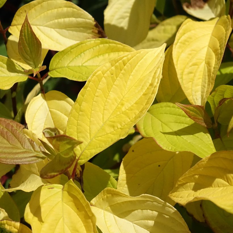 Cornus alba Neon Burst - Cornouiller blanc (Feuillage)
