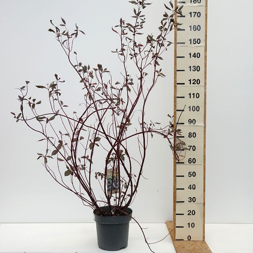 Spécimen de Cornus alba Nightfall - Cornouiller blanc Pot de 12L/15L tel que livré en automne