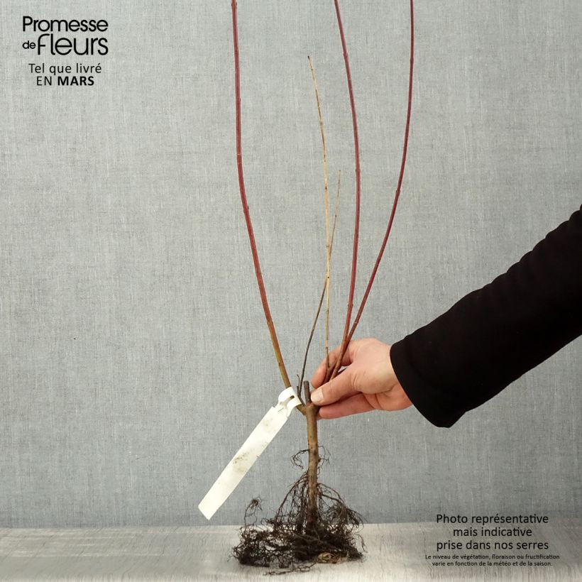 Spécimen de Cornus alba Sibirica - Cornouiller blanc de Sibérie Racines nues, Buisson, Ramifié tel que livré au printemps