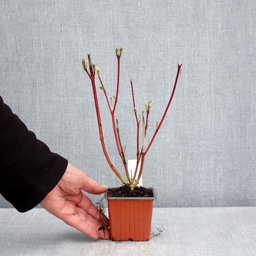 Spécimen de Cornus alba Sibirica - Cornouiller blanc de Sibérie Godet de 8/9 cm tel que livré au printemps