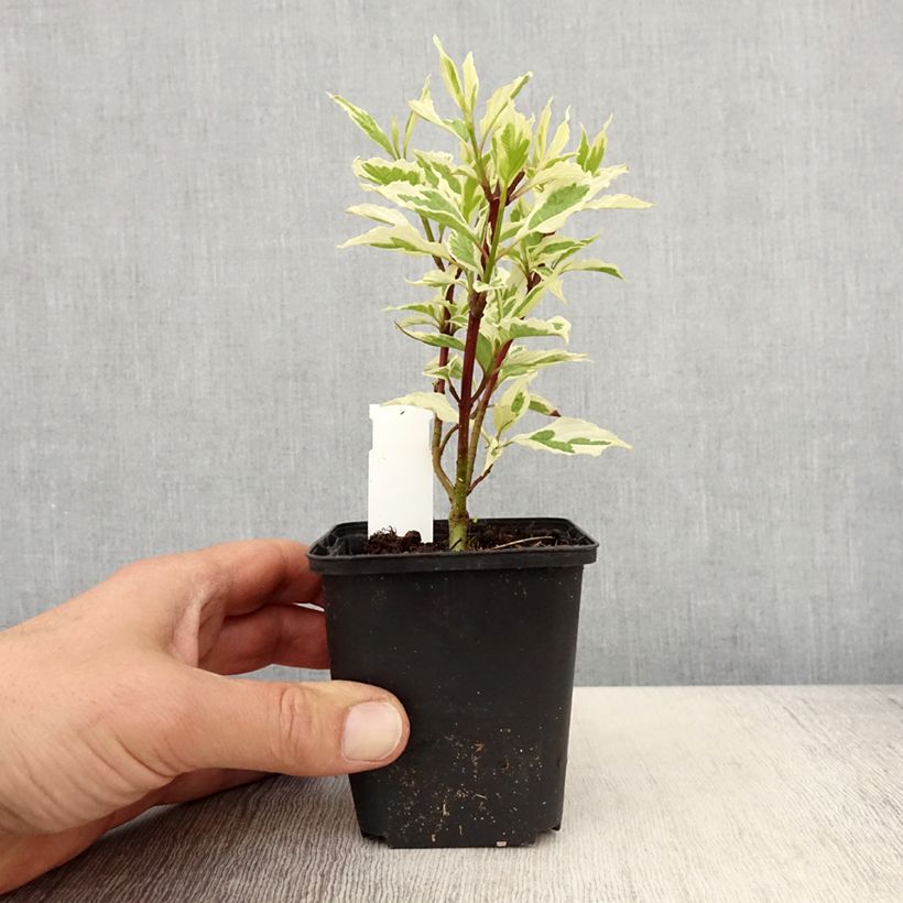 Spécimen de Cornus alba Sibirica Variegata - Cornouiller blanc Godet de 8/9 cm tel que livré au printemps