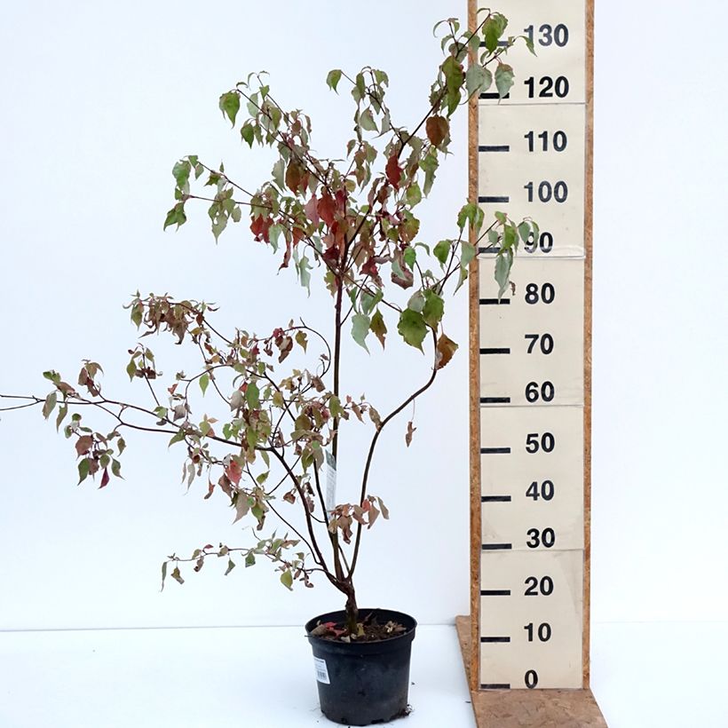 Spécimen de Cornus alternifolia Silver Giant - Cornouiller à feuilles alternes Pot de 4L/5L tel que livré en automne