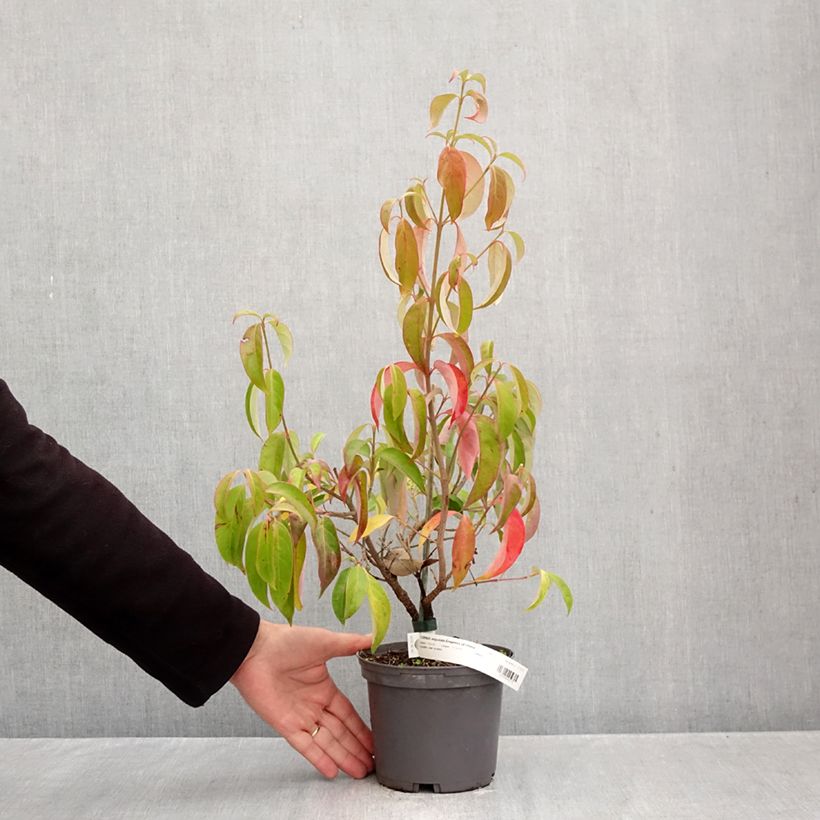 Spécimen de Cornus angustata Empress of China - Cornouiller chinois Pot de 2L/3L tel que livré en automne