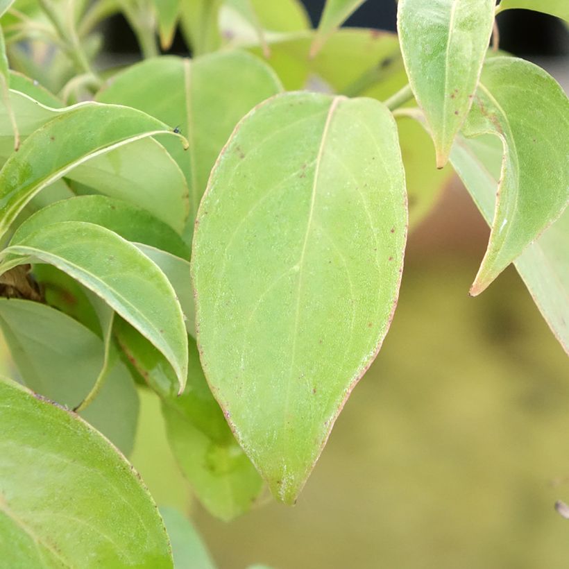 Cornus angustata Empress of China - Cornouiller chinois (Foliage)