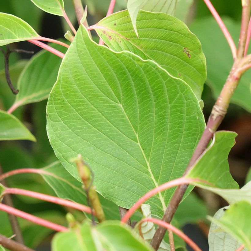 Cornus controversa Green Carpet - Cornouiller des Pagodes (Feuillage)
