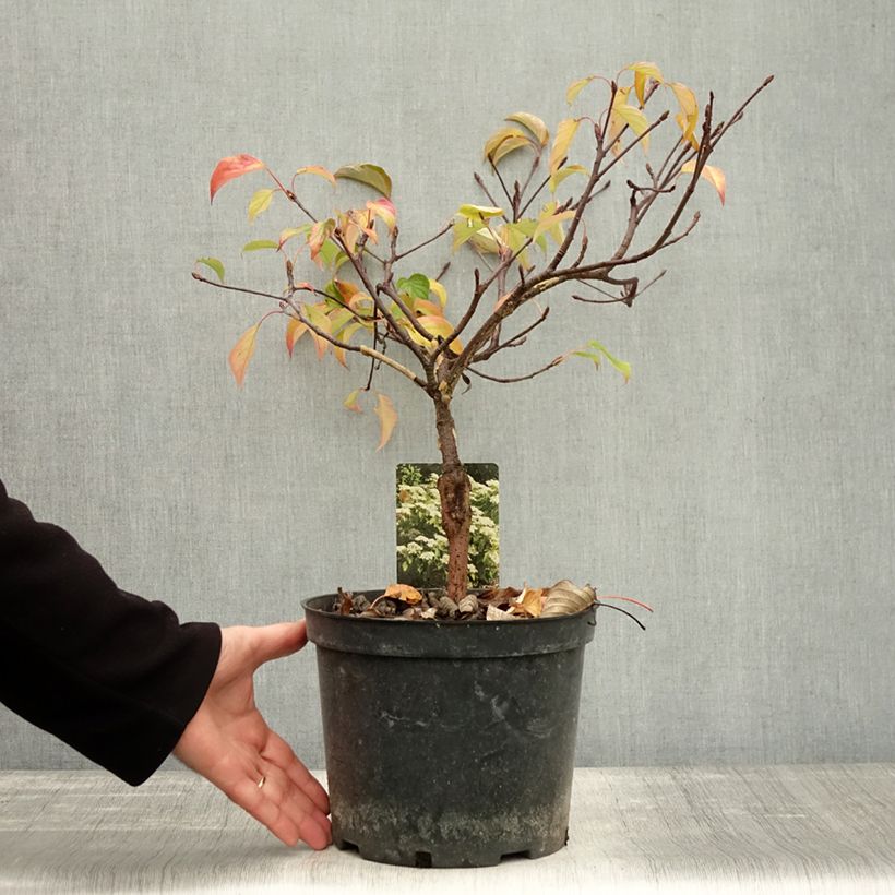 Spécimen de Cornus controversa Green Carpet - Cornouiller des Pagodes Pot de 4L/5L tel que livré en automne