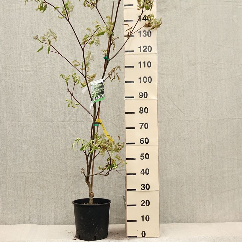 Spécimen de Cornus controversa Variegata - Cornouiller des Pagodes panaché Pot de 7,5L/10L tel que livré au printemps