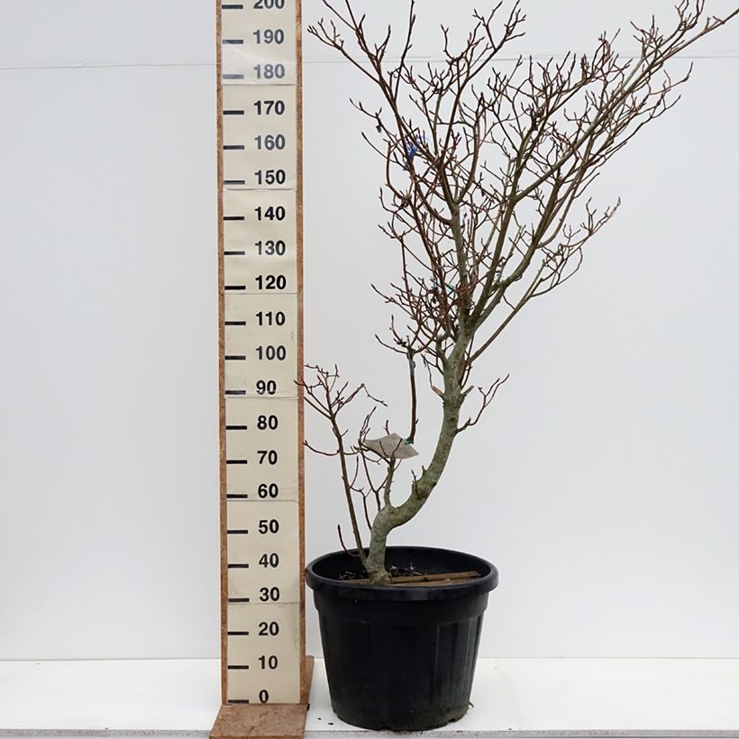 Spécimen de Cornus controversa Variegata - Cornouiller des Pagodes panaché Pot de 50L/55L tel que livré en hiver