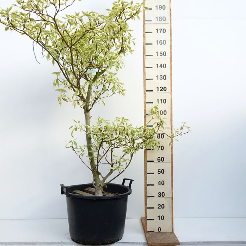 Spécimen de Cornus controversa Variegata - Cornouiller des Pagodes panaché Pot de 50L/55L tel que livré au printemps