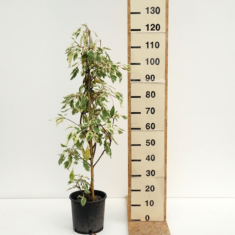 Spécimen de Cornus controversa Variegata - Cornouiller des Pagodes panaché Pot de 7,5L/10L tel que livré en été