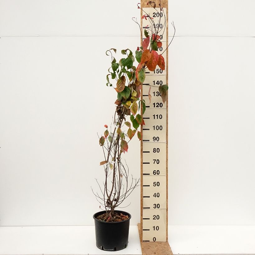 Spécimen de Cornus florida - Cornouiller à fleurs d'Amérique Pot de 18L/20L tel que livré en automne