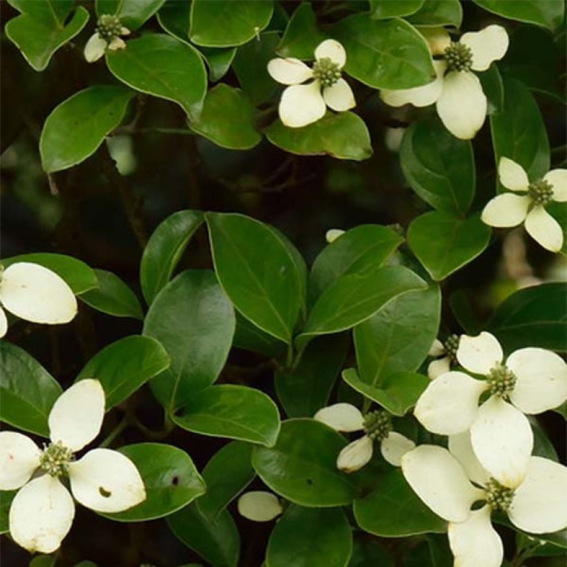 Cornus hongkongensis (Feuillage)