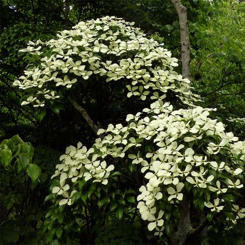 Cornus hongkongensis (Port)
