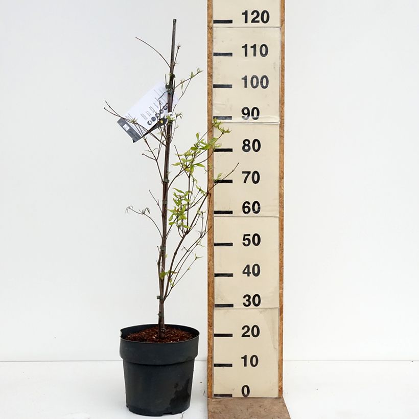 Spécimen de Cornus kousa Beni-fuji - Cornouiller du Japon Pot de 6L/7L tel que livré au printemps