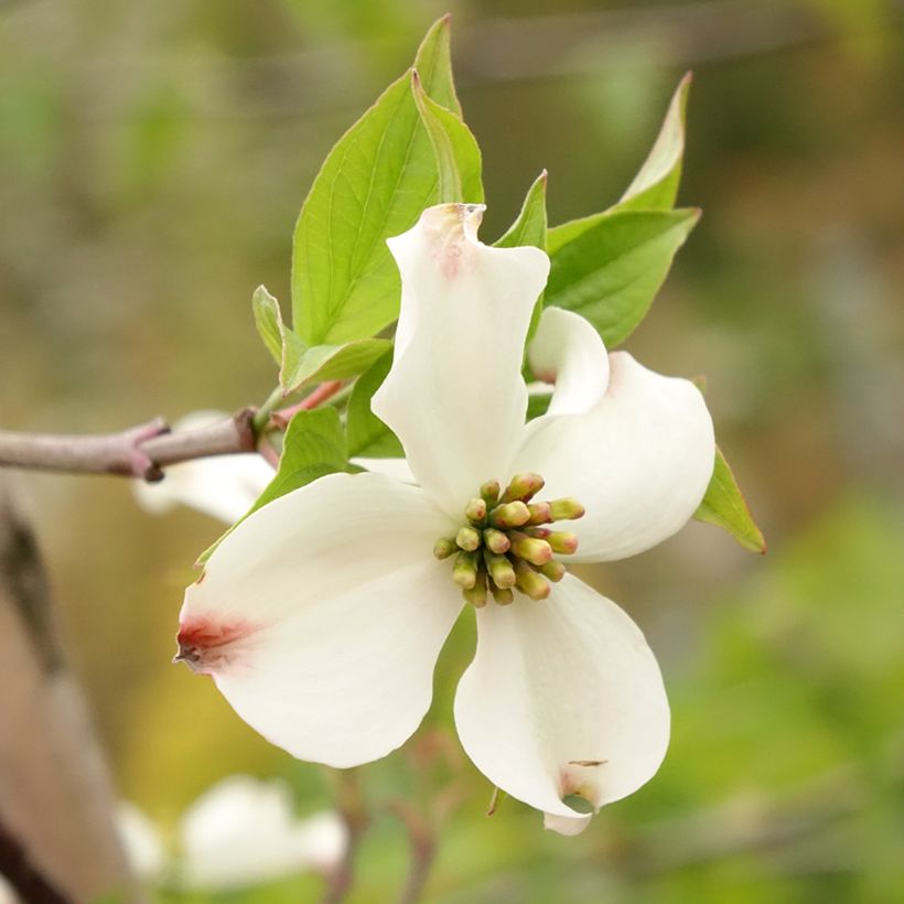Cornus kousa Blooming Merry Tetra - Cornouiller hybride (Floraison)