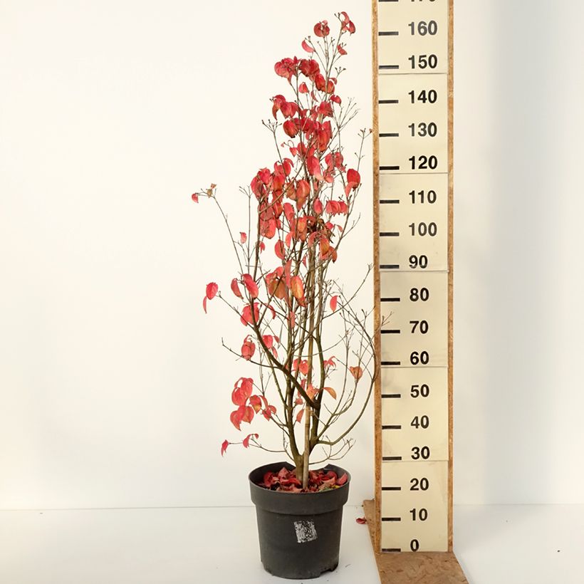 Spécimen de Cornus kousa Blooming Merry Tetra - Cornouiller hybride Pot de 7,5L/10L tel que livré en automne