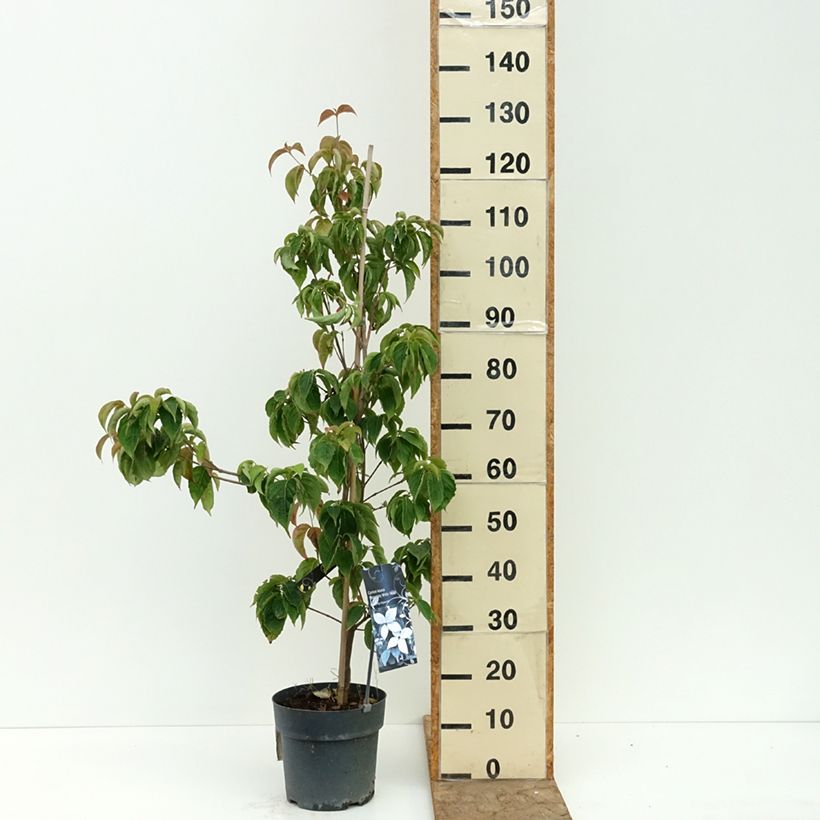 Spécimen de Cornus kousa Blooming White Tetra - Cornouiller hybride Pot de 4L/5L tel que livré en été