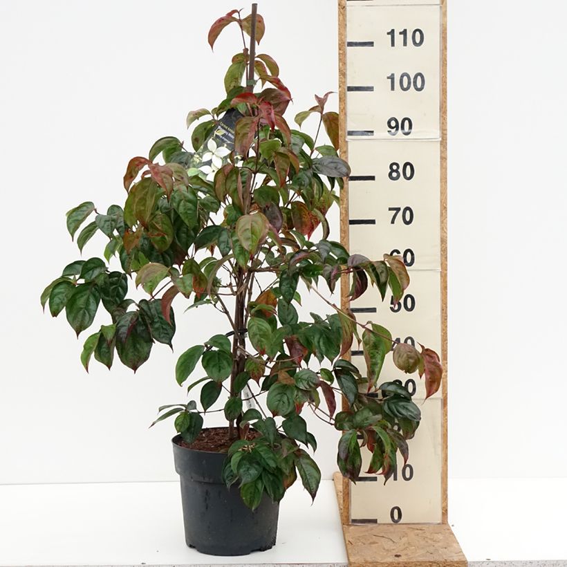 Spécimen de Cornus kousa Blooming White Tetra - Cornouiller hybride Pot de 4L/5L tel que livré en automne