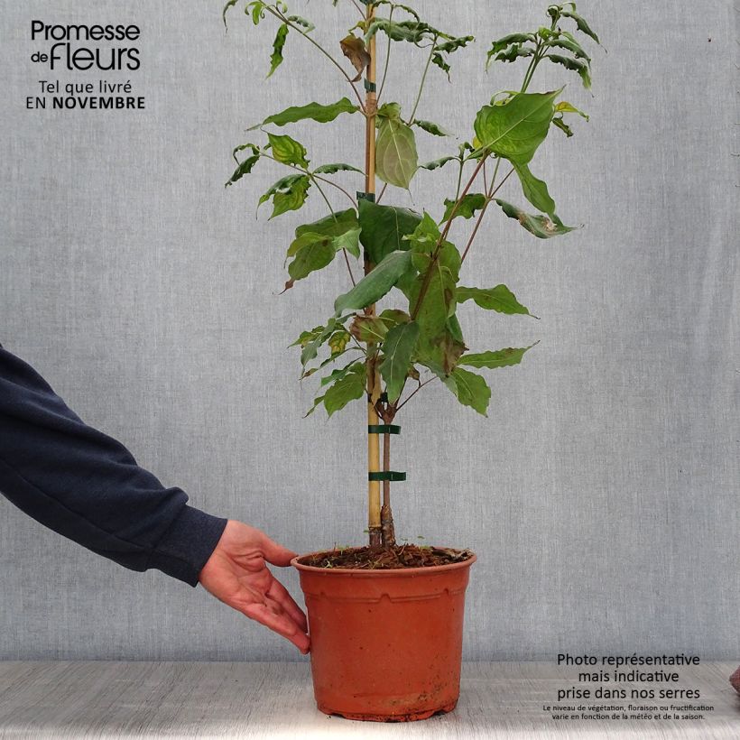 Spécimen de Cornus kousa Cappuccino - Cornouiller du Japon Pot de 4L/5L tel que livré en automne