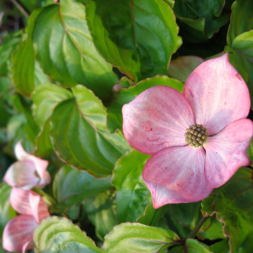 Cornus kousa Heart Throb - Cornouiller du Japon (Floraison)