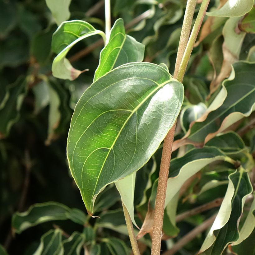 Cornus kousa Robert's Select  - Cornouiller du Japon (Feuillage)