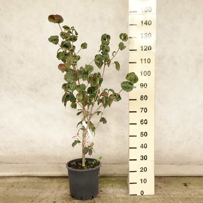 Spécimen de Cornus kousa Satomi - Cornouiller du Japon rose Pot de 6L/7L tel que livré en été