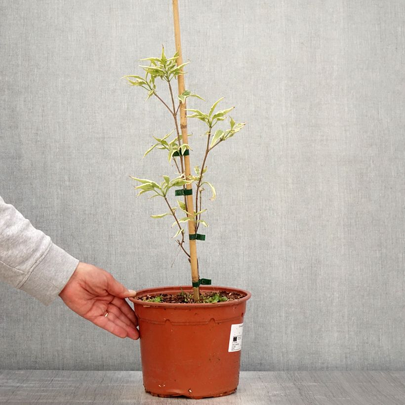 Spécimen de Cornus kousa Shira-yuki - Cornouiller du Japon Pot de 4L/5L tel que livré au printemps