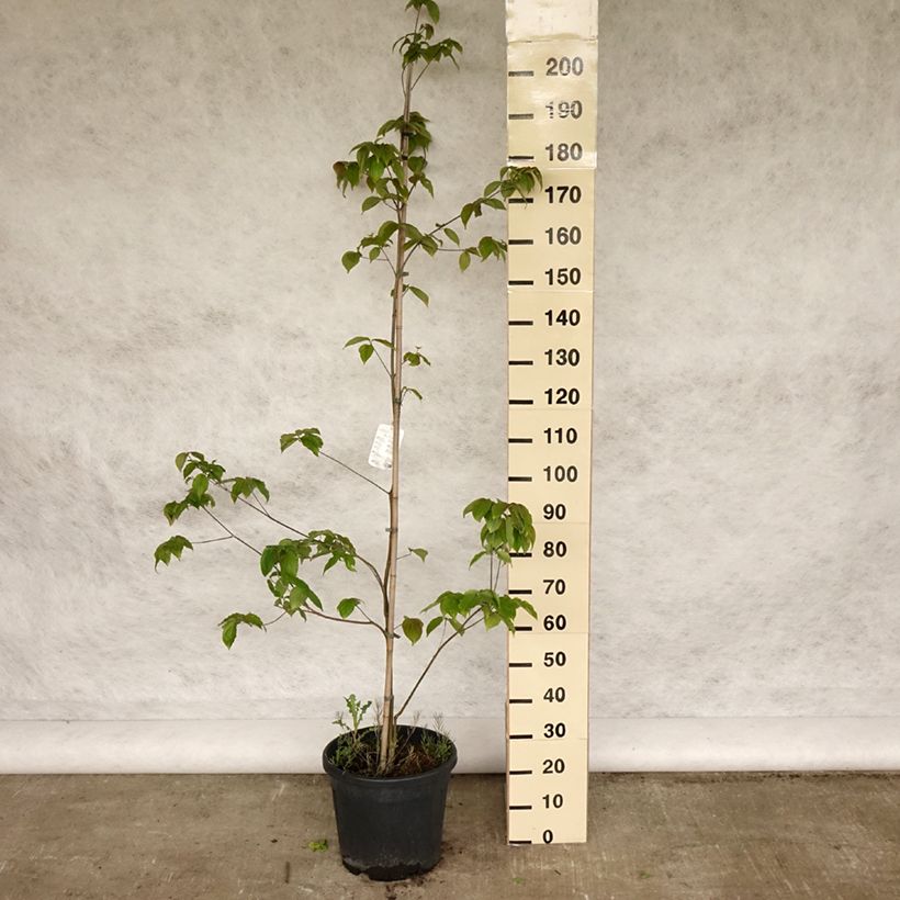 Spécimen de Cornus kousa Teutonia Pot de 12L/15L tel que livré au printemps