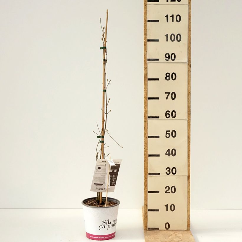 Spécimen de Cornus kousa var. chinensis Great Star - Cornouiller à fleurs Pot de 4L/5L tel que livré au printemps