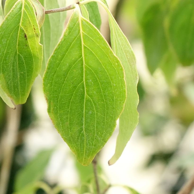 Cornus kousa var. chinensis Great Star - Cornouiller à fleurs (Feuillage)