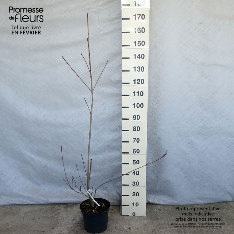 Spécimen de Cornus kousa Venus - Cornouiller du Japon blanc Pot de 7,5L/10L tel que livré en hiver