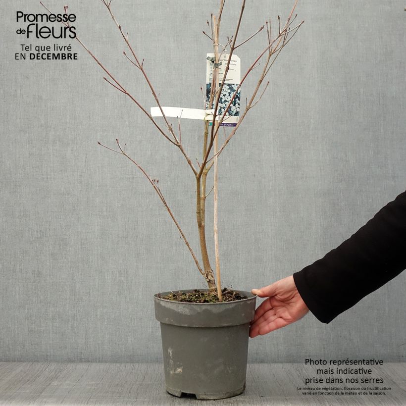 Spécimen de Cornus kousa Weisse Fontaine - Cornouiller du Japon Pot de 3L/4L tel que livré en automne